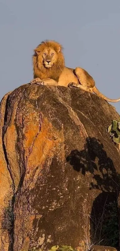 Majestic lion resting atop a rocky outcrop at sunset.