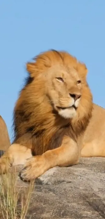 Majestic lion resting on a rock in a natural setting under blue sky.