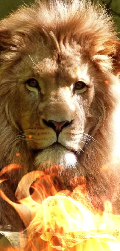 Majestic lion resting on rock in the forest.