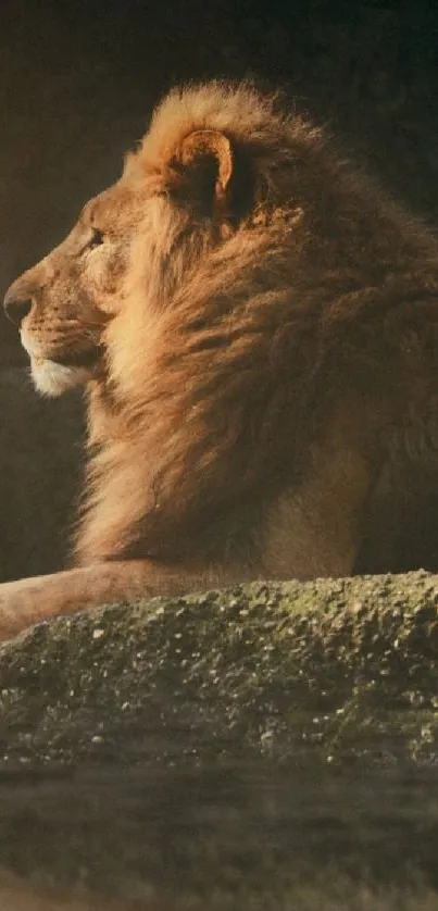 Majestic lion resting on rock with reflection on water.