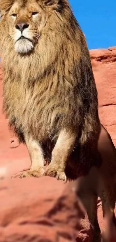 Majestic lion standing proudly on red rocks under a bright blue sky.