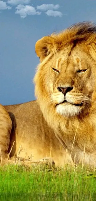 Majestic lion resting on a green field under a blue sky.