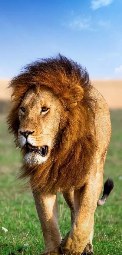 Lion walking on savanna against blue sky.