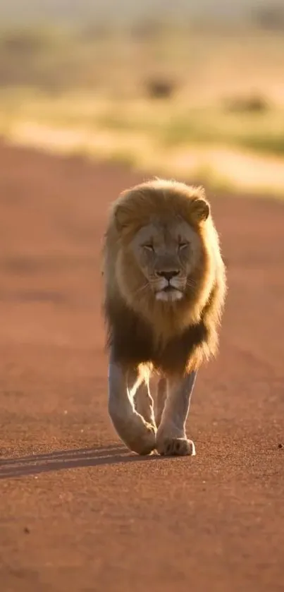 Lion walking on a sunlit path amidst nature.