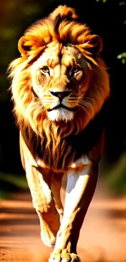 Lion majestically walking on a dirt path with lush green background.