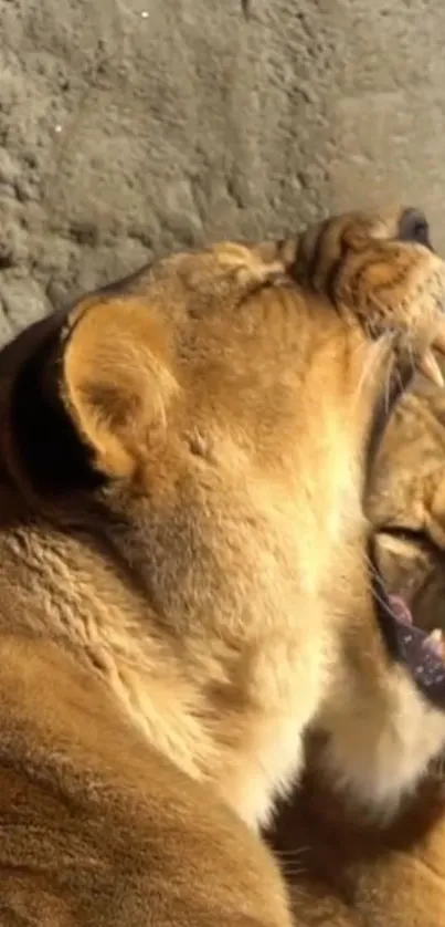 Close-up of two roaring lions in the sun.