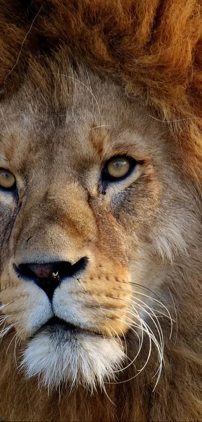 Close-up of a majestic lion's face as a mobile wallpaper.