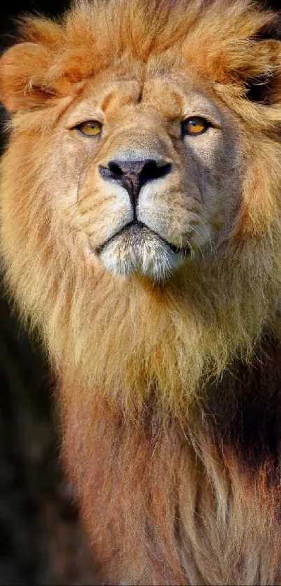 Majestic lion with golden mane mobile wallpaper.