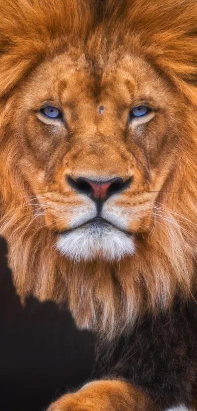 Majestic lion with fierce gaze set as mobile wallpaper.