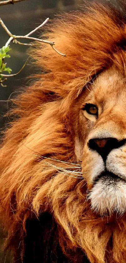 Majestic lion with a lush mane in nature setting mobile wallpaper.