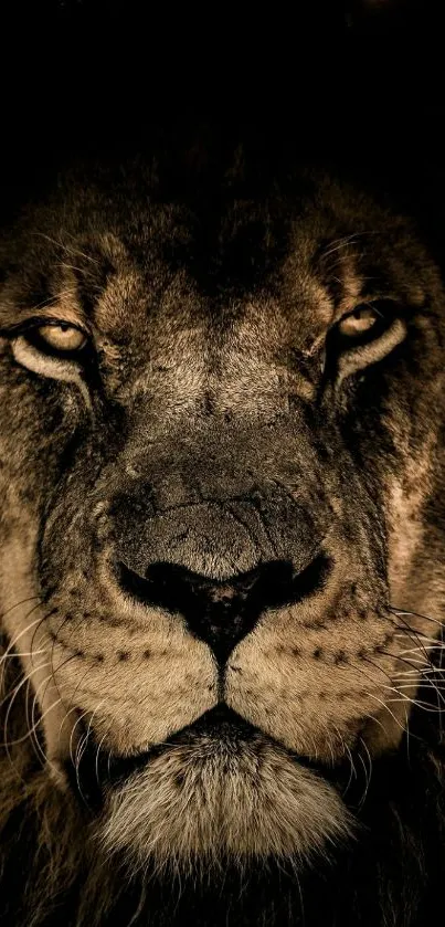 Close-up of a lion's face, perfect for phone wallpaper.