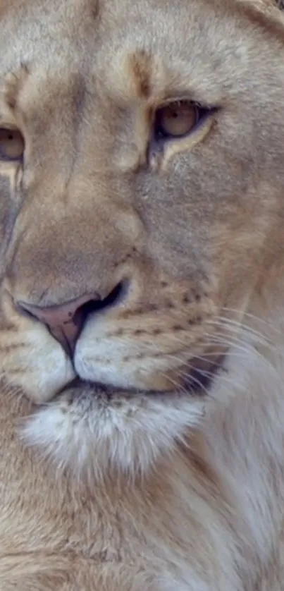 Close-up of a majestic lion with detailed fur in a natural setting.