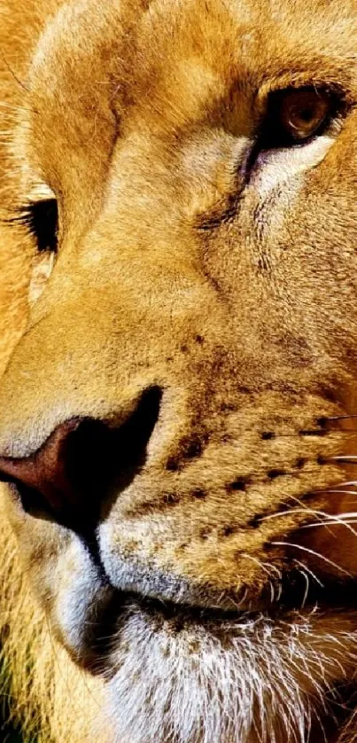Majestic lion with a golden mane on a dark background wallpaper.