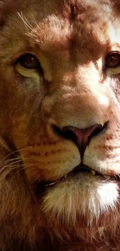 Close-up of a majestic lion's face, perfect for mobile wallpaper.