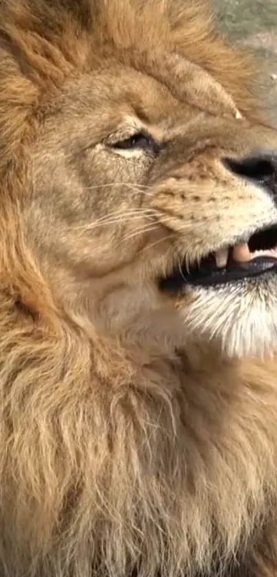 Majestic lion close-up with mane in a natural setting, showcasing its power.