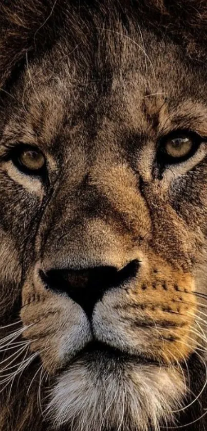 Close-up of a majestic lion's face with deep brown fur.