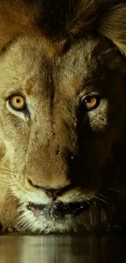 Close-up of a majestic lion staring intensely.