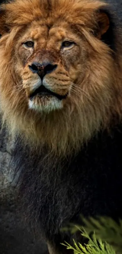 Majestic lion in a natural habitat close-up.