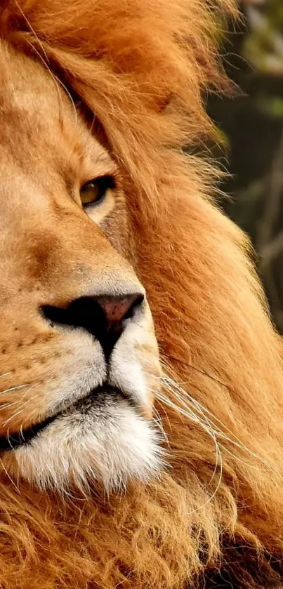 Close-up of a majestic lion's face with a golden mane.