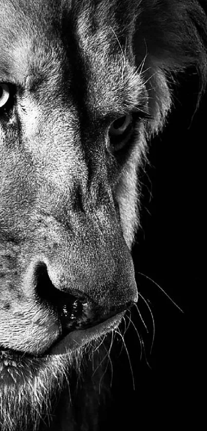 Black and white lion face mobile wallpaper.