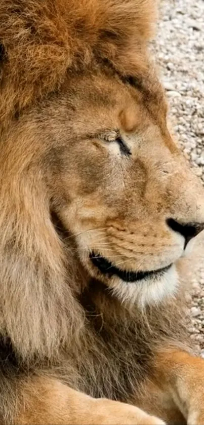 Close-up of a majestic lion resting peacefully.