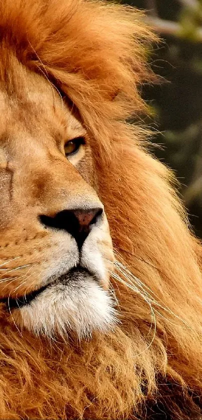 Majestic lion portrait emphasizing its regal and powerful presence.