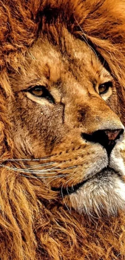 Majestic lion face close-up wallpaper.