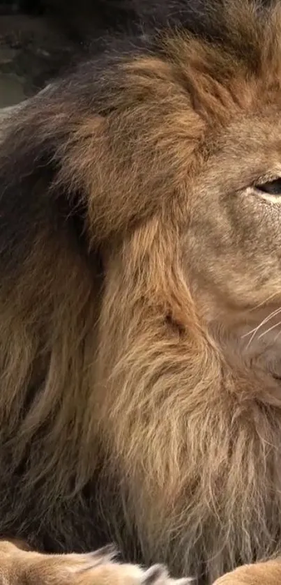 Majestic lion resting with a regal mane.