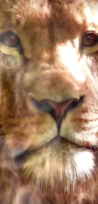 Majestic lion portrait, close-up view of a lion's face with a brown mane.