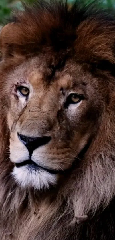 Majestic lion with a flowing mane gazing intensely.