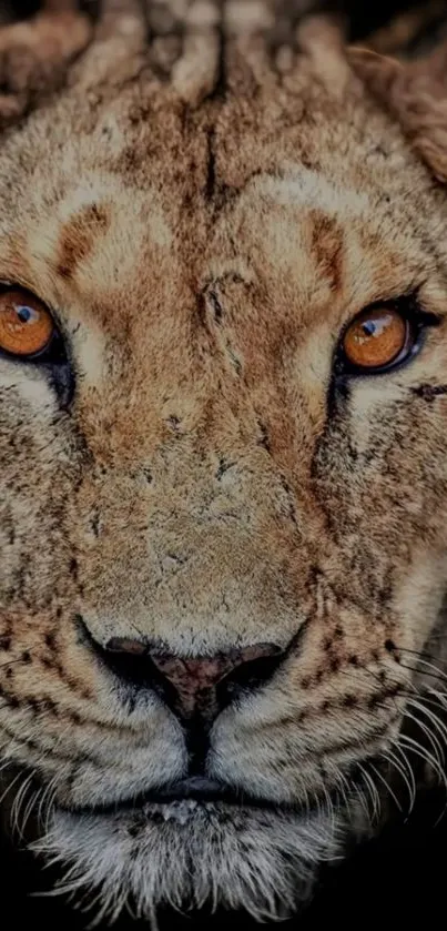 Close-up portrait of a lion with intense gaze on a textured background.