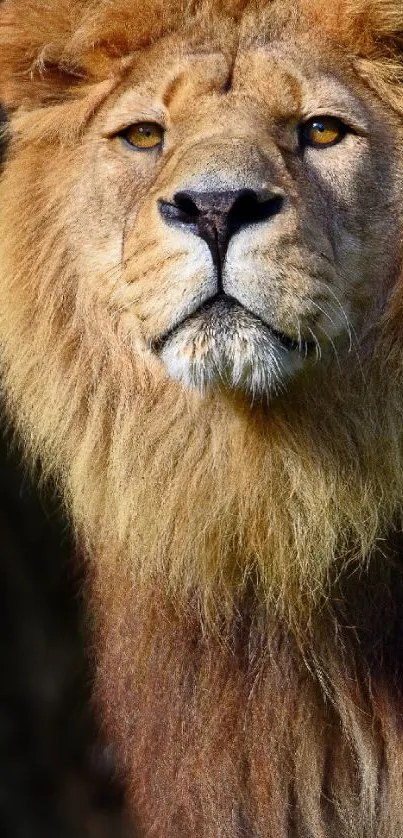 Majestic lion looking regal with detailed mane in phone wallpaper.