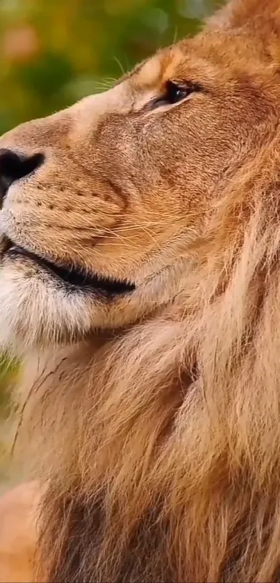 Majestic lion with a flowing mane in a natural setting.