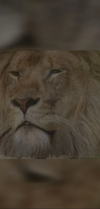 Close-up of majestic lion, perfect for nature lovers' phone wallpaper.