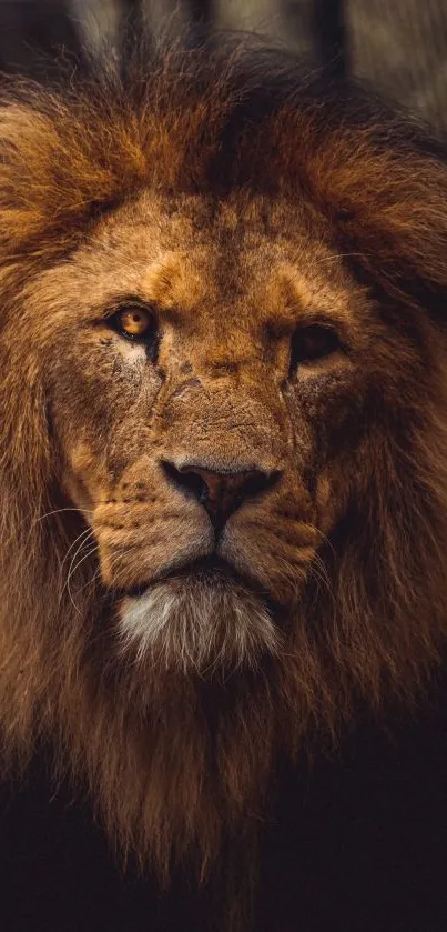 Majestic lion portrait with striking mane, perfect for mobile wallpaper.