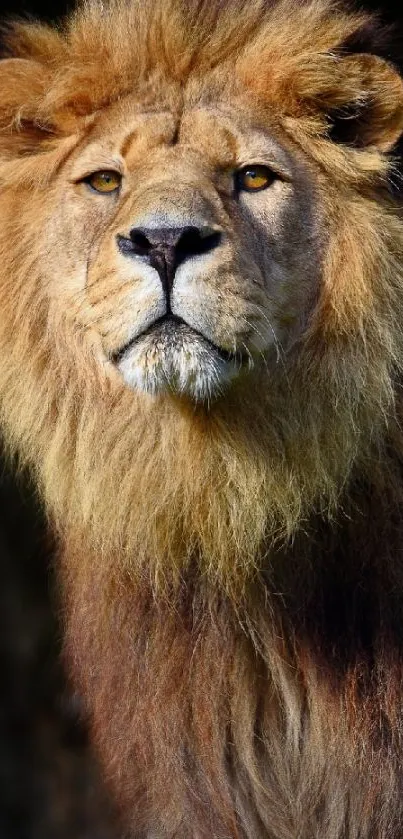 Majestic lion portrait in close-up view.