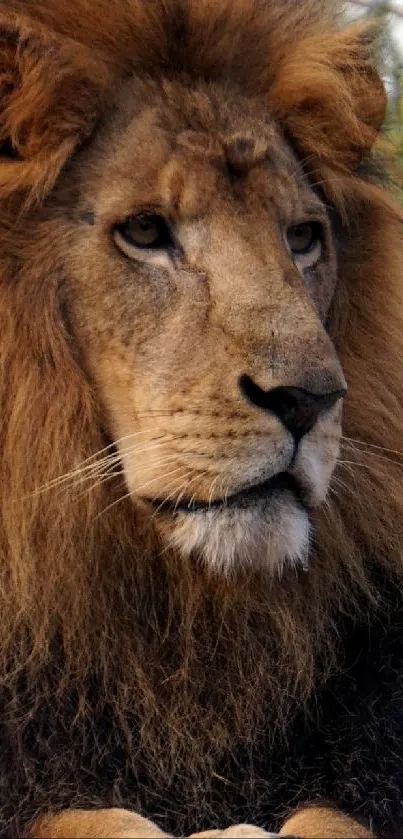 Majestic lion portrait with rich mane and intense gaze for mobile wallpaper.