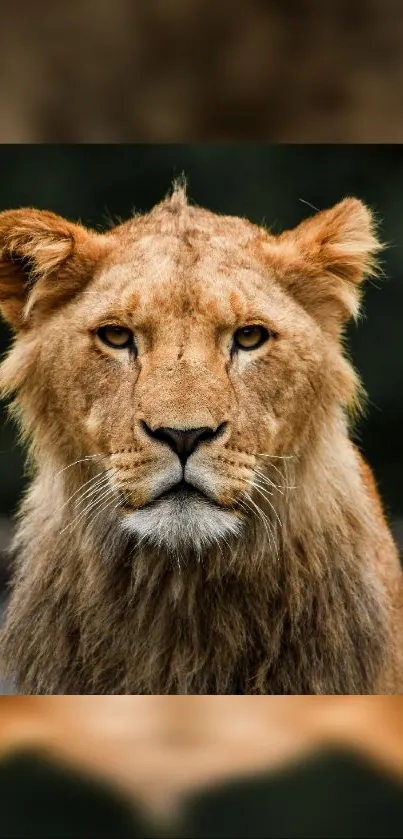 Majestic lion portrait with fierce gaze on a dark background.