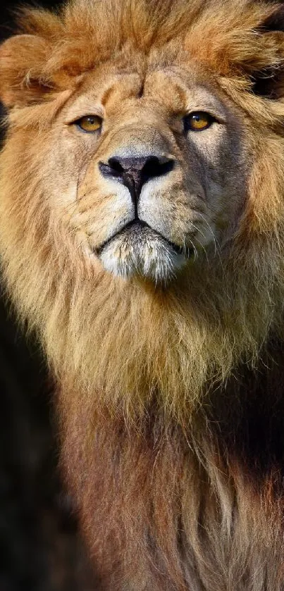 Majestic lion portrait in natural setting.