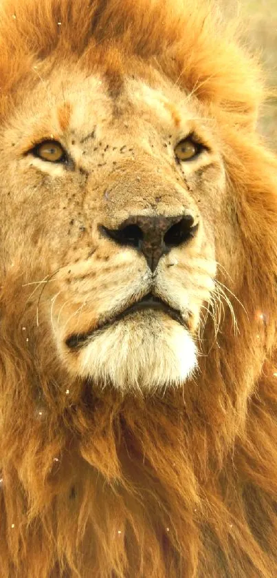 Majestic lion with a golden mane, perfect for wallpaper.