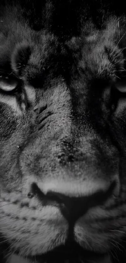 Black and white close-up portrait of a majestic lion.