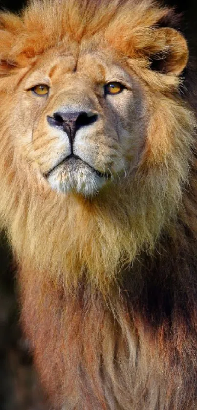 Majestic lion with golden mane on dark background.