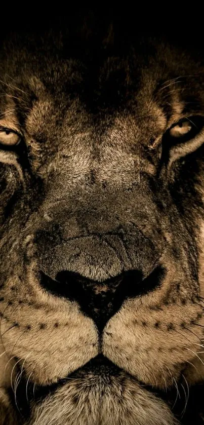 Close-up view of a majestic lion's face in dark tones.