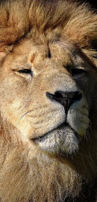 Majestic lion portrait with closed eyes, basking in sunlight.