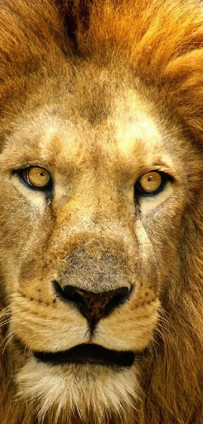 Majestic lion with a golden mane on dark background.