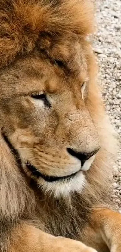 Majestic lion portrait with golden mane on a pebble background.