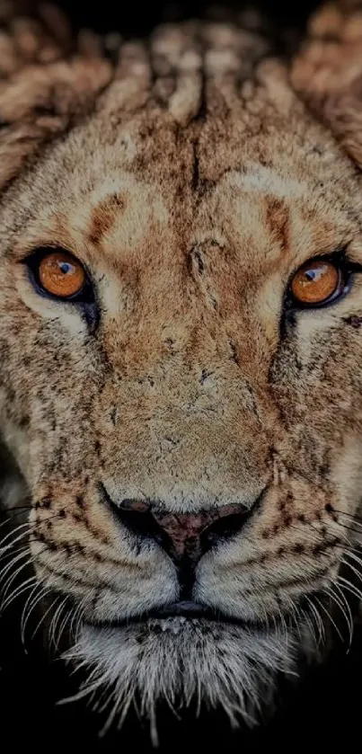 Majestic lion portrait with striking amber eyes on a black background.