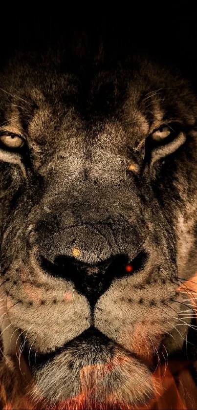 Close-up of a majestic lion with dark fur and piercing eyes.