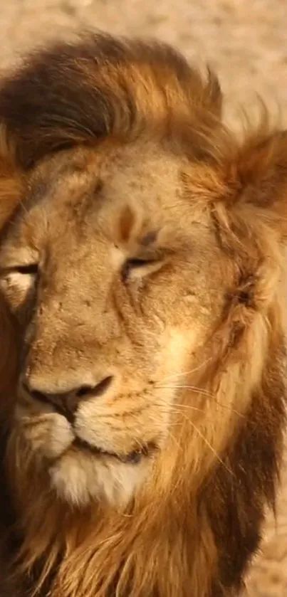 Close-up portrait of a majestic lion with a golden brown mane.