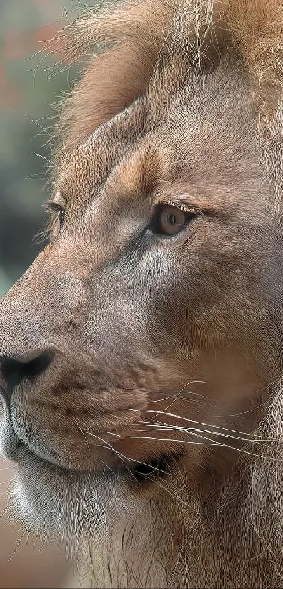 Close-up portrait of a majestic lion with a flowing mane.